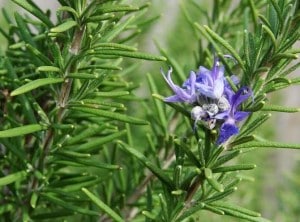 Le romarin est une plante aux propriétés astringentes  qui supporte le système circulatoire .