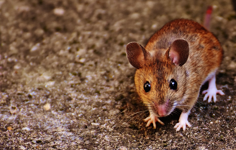 L’homme qui croyait être une souris