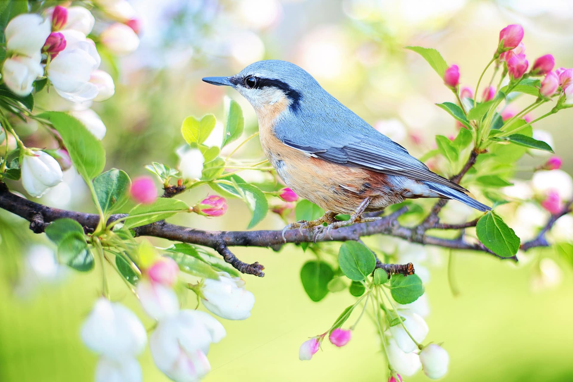 Les fleurs du printemps sont les rêves de l’hiver racontés