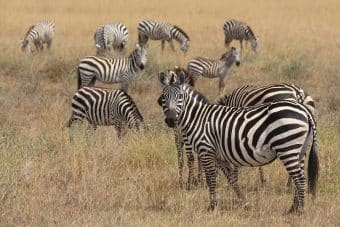 zebra-625153_960_720