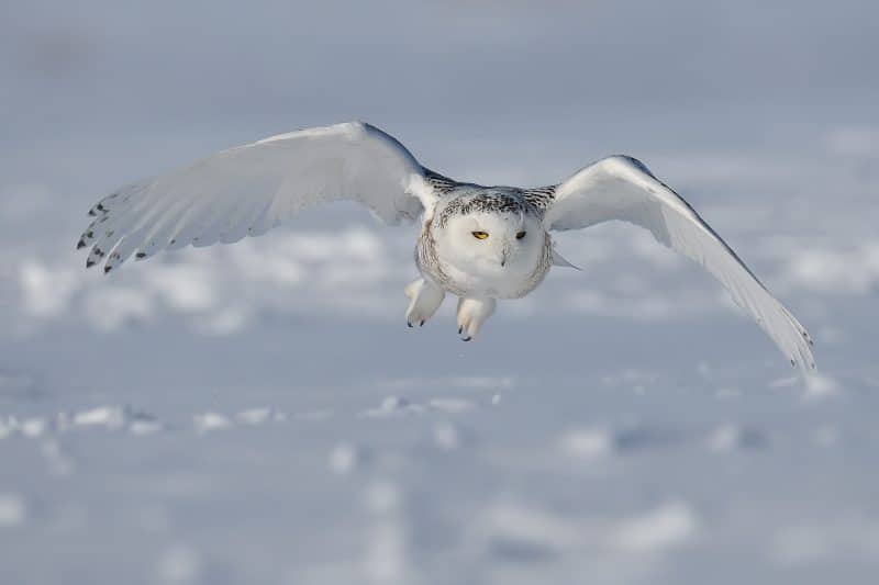 Comment garder son calme comme un harfang des neiges !