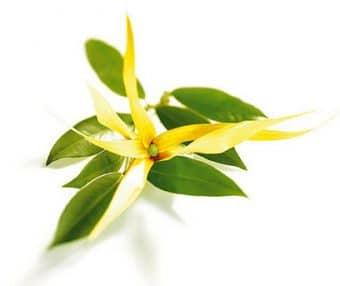 Ylang-ylang