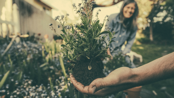 7 plantes légales qui peuvent modifier votre conscience et éclaircir vos rêves de façon spectaculaire