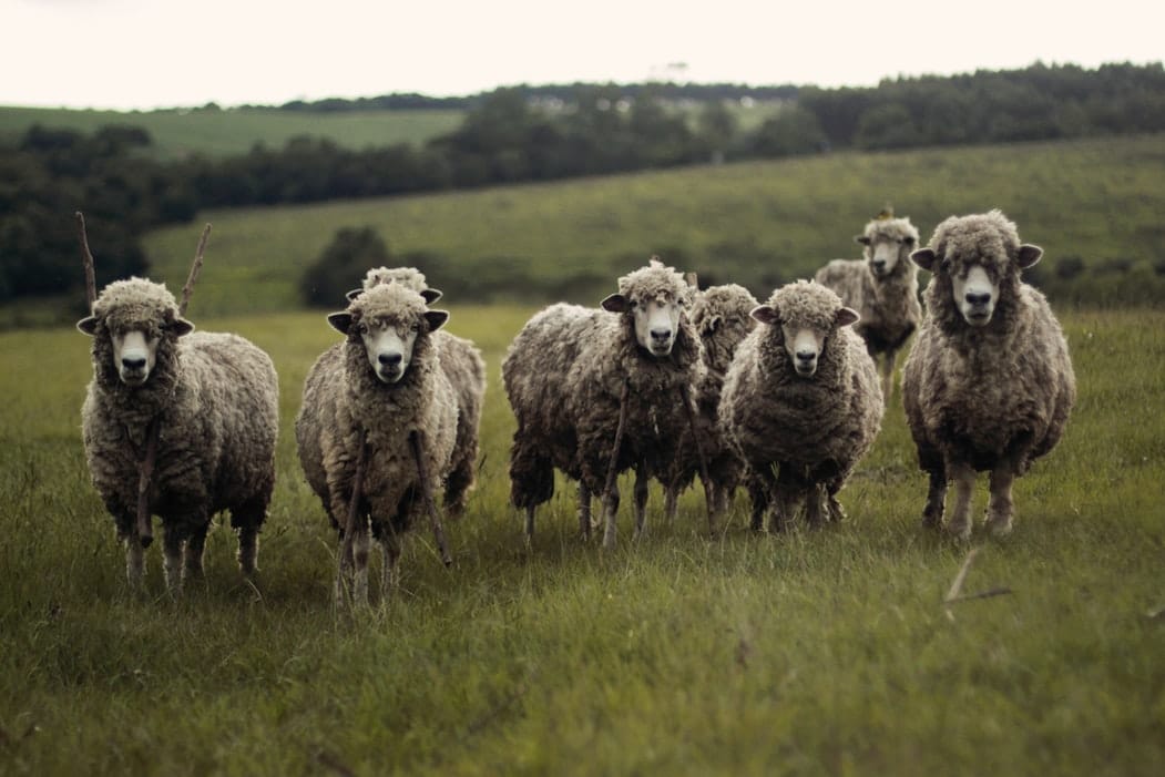 La revanche des moutons : 12 raisons pour lesquelles ils ne sont pas stupides