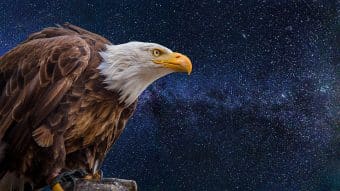 bald-eagles-2748972_960_720