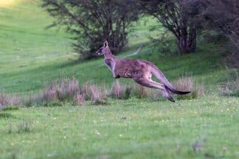 kangaroo-4529326_1280