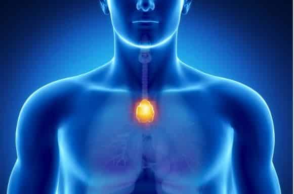 Thymus point bonheur