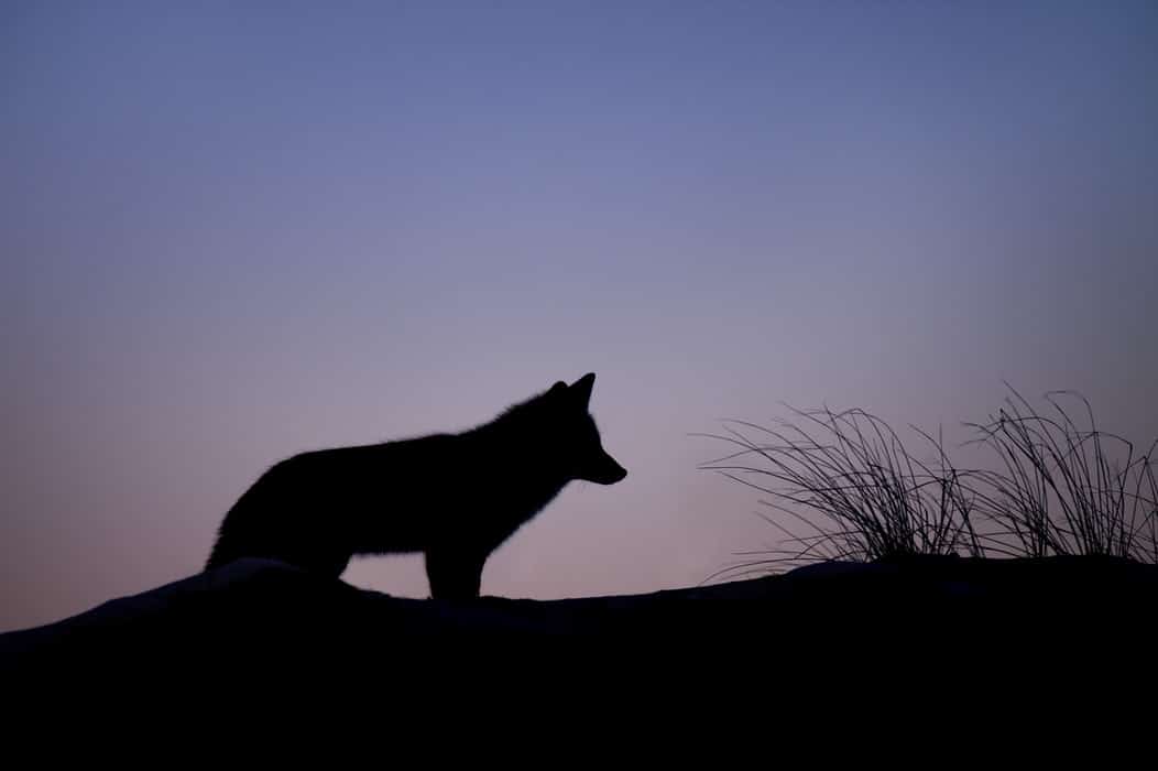 Les Esprits Animaux et Animal de Pouvoir