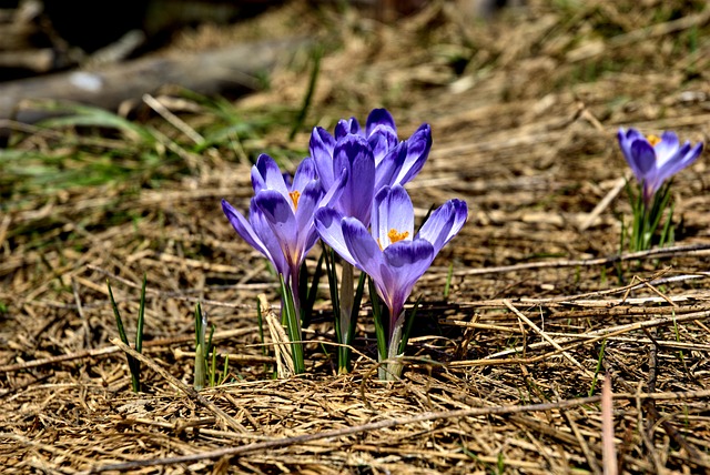 Le printemps, l’heure du renouveau !