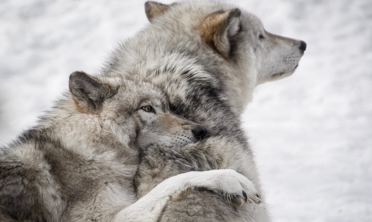 La légende amérindienne des deux loups