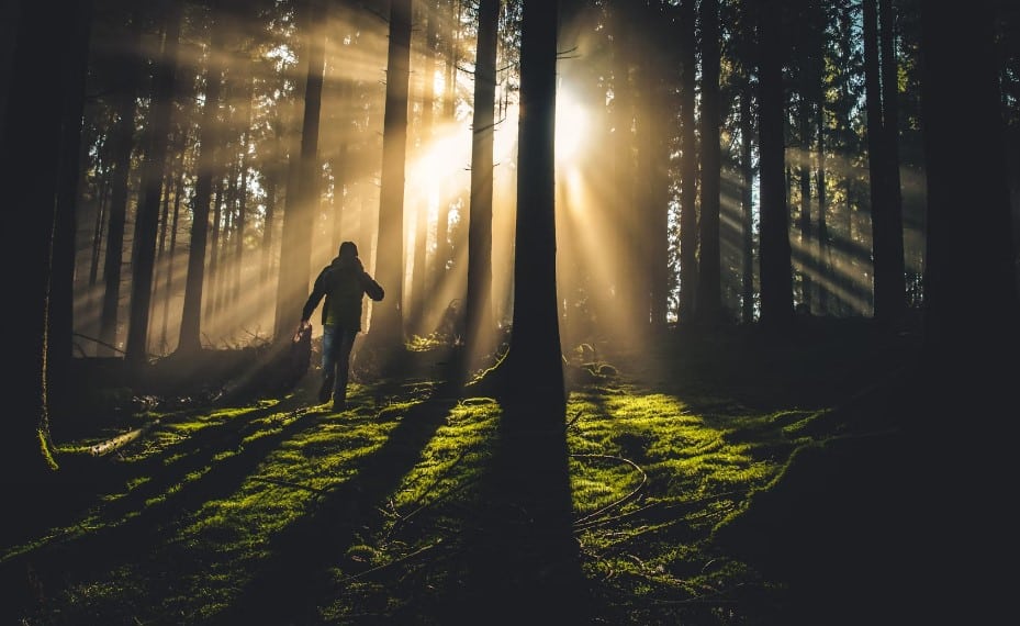 L’authenticité des arbres : une célébration de la diversité naturelle